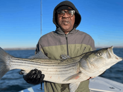 Cape Cod's Striped Bass